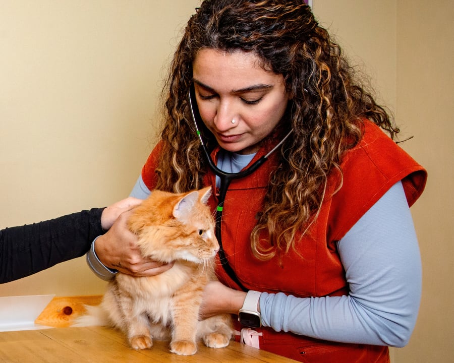 Cat Wellness Exams, Kamloops